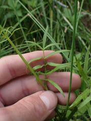 Oenantheae