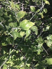 Justicia californica