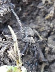 Alopecosa albofasciata