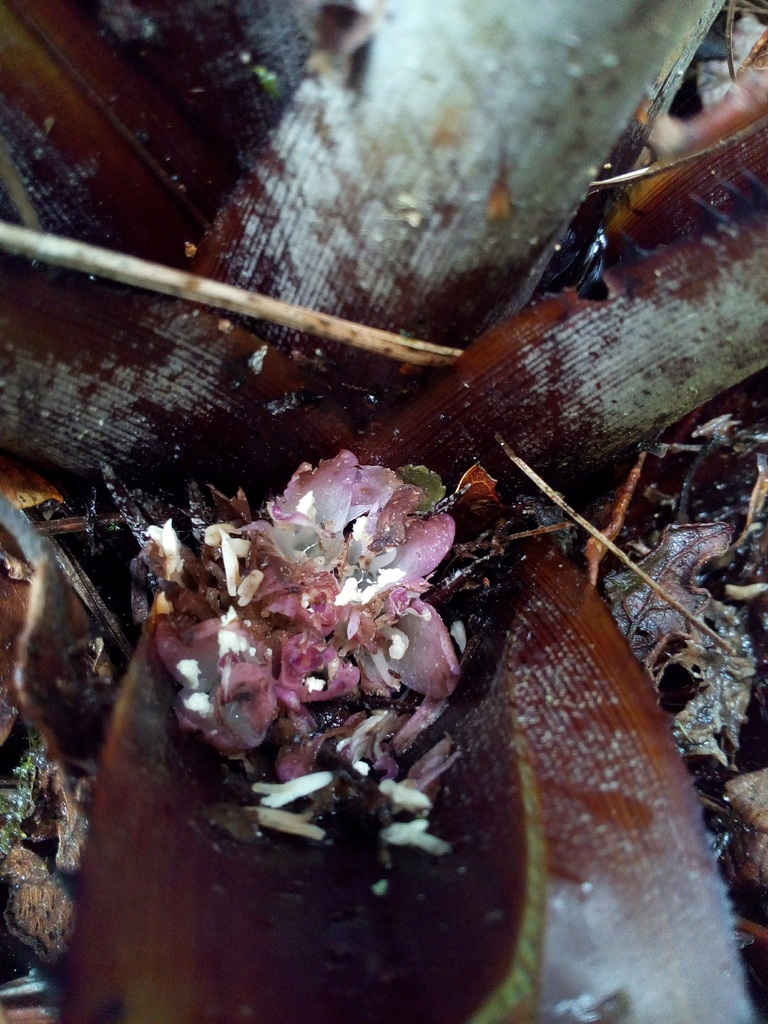 Greigia oaxacana