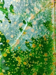 Aspidiotus hedericola