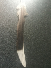 Antrostomus arizonae