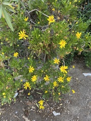 Euryops
