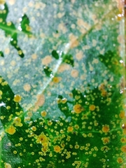 Aspidiotus hedericola