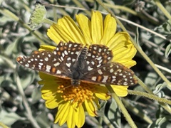 Euphydryas chalcedona hennei