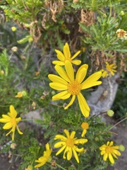 Euryops