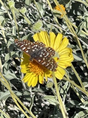 Euphydryas chalcedona hennei