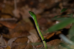 Leptophis ahaetulla marginatus