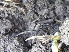 Alopecosa albofasciata