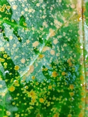 Aspidiotus hedericola