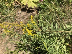 Solidago elongata