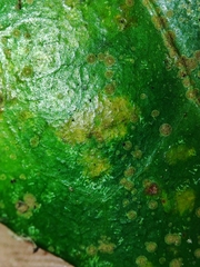 Aspidiotus hedericola