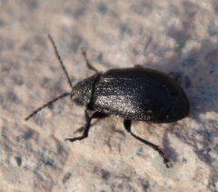 Galeruca tanaceti