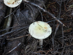 Amanita citrina