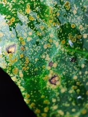 Aspidiotus hedericola