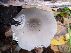 Pluteus salicinus