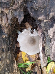 Pluteus salicinus
