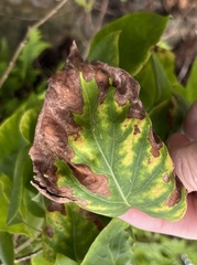 Gracillaria syringella