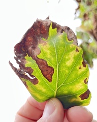 Gracillaria syringella