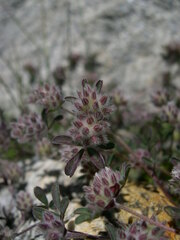 Trifolium saxatile