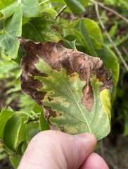 Gracillaria syringella