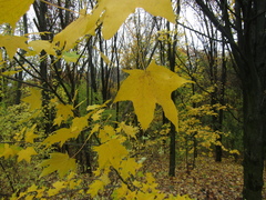 Acer laetum
