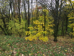 Acer laetum
