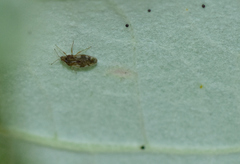 Monosteira unicostata