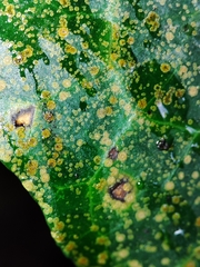 Aspidiotus hedericola