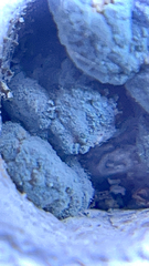 Penicillium