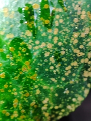 Aspidiotus hedericola