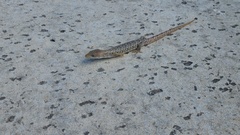 Gerrhonotus infernalis