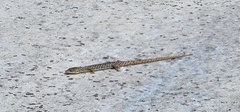 Gerrhonotus infernalis
