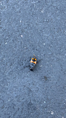 Nicrophorus defodiens