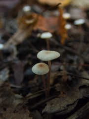 Mycetinis scorodonius