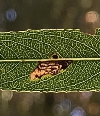 Stigmella salicis