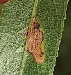 Stigmella salicis
