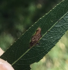 Stigmella salicis
