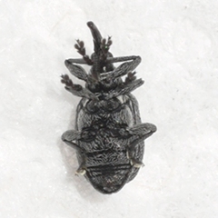 Trichapion rostrum