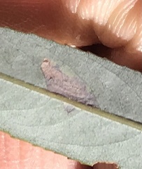 Stigmella salicis