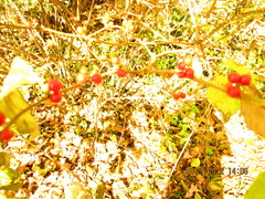 Lonicera maackii