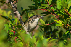 Curruca crassirostris