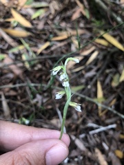 Hapalorchis lineata
