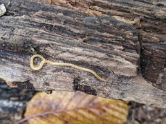 Haplophilus subterraneus