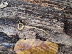 Haplophilus subterraneus