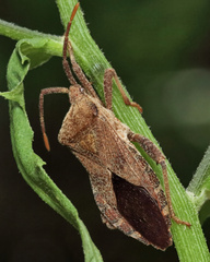 Piezogaster calcarator