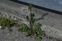 Sisymbrium officinale