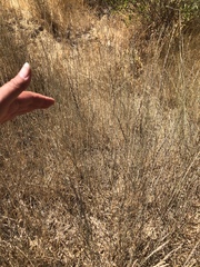 Thinopyrum obtusiflorum