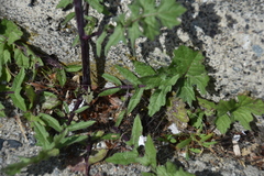 Sisymbrium officinale