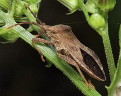 Piezogaster calcarator